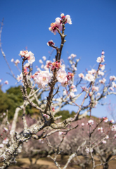 晴天に咲く