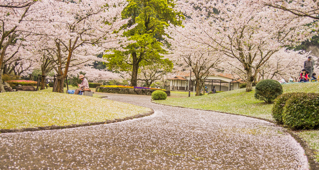 桜道