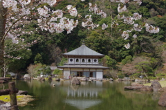 桜の屋形