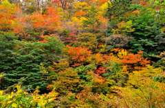 紅葉の始まり