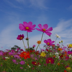 青空の秋桜