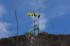ポンペイ遺跡に咲く花