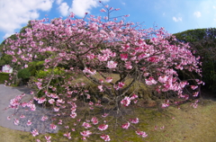 千巌園の寒桜