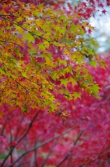 東福寺　紅葉
