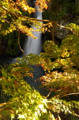 まだ早い紅葉３