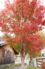 五木村の紅葉