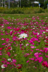 白い秋桜