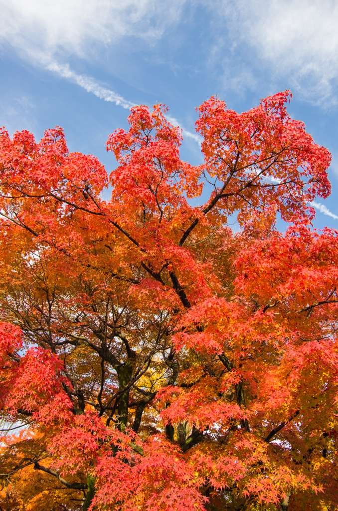 蒼空に映える紅葉