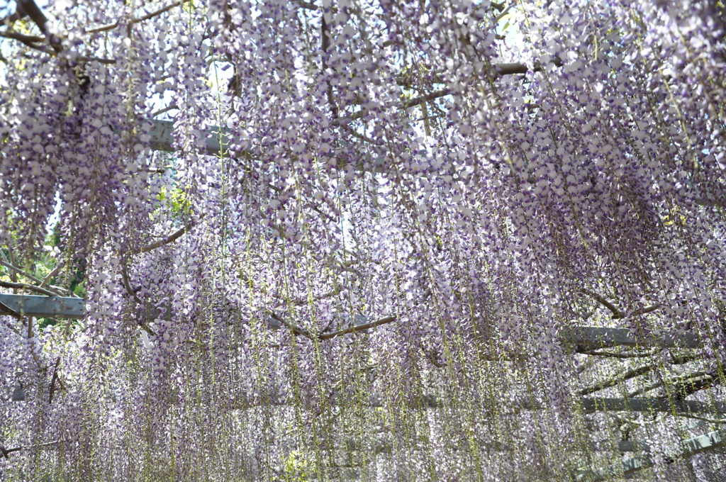 藤のシャワー