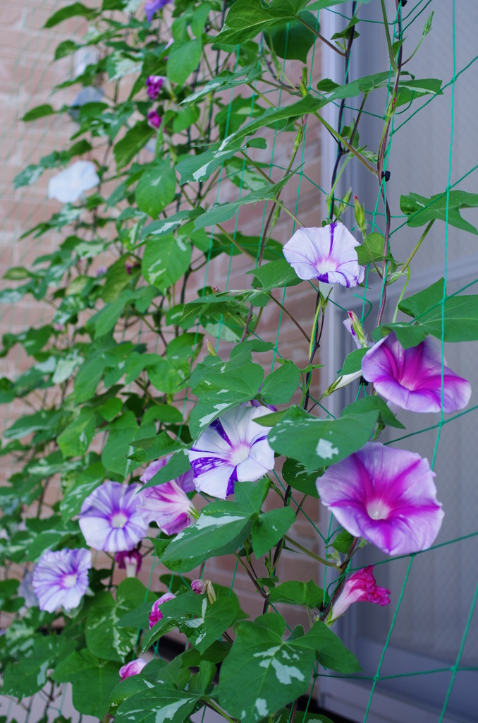 グリーンカーテン