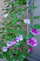 グリーンカーテン