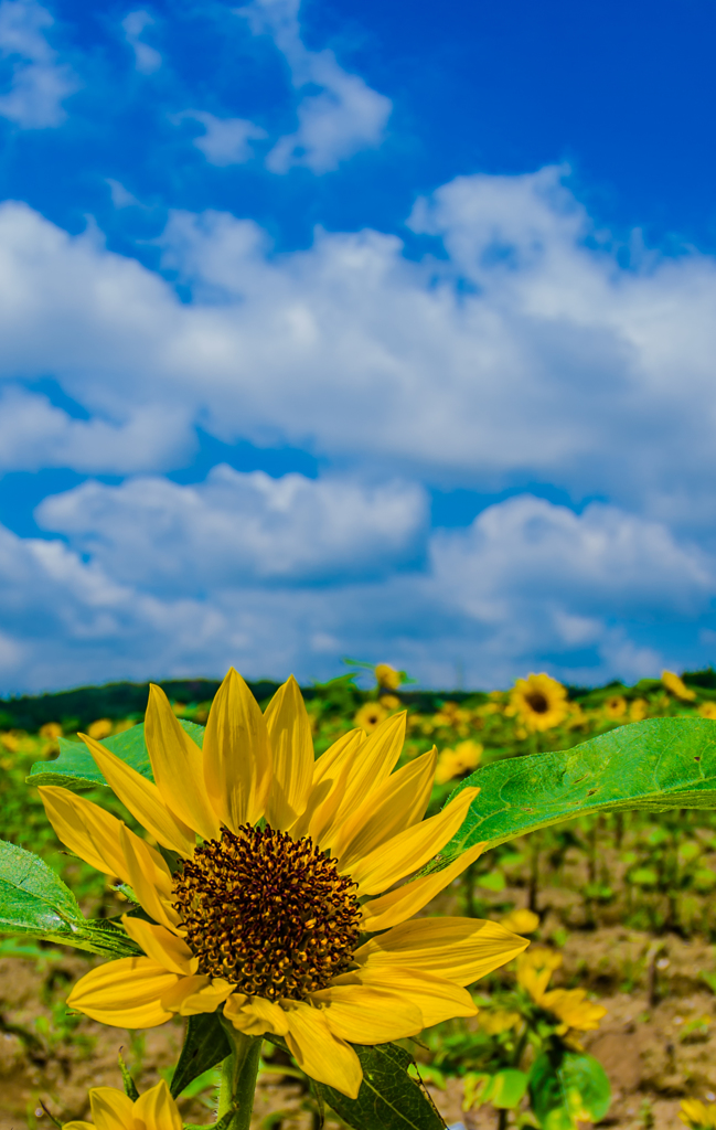夏の顔