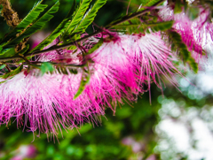 線香花火