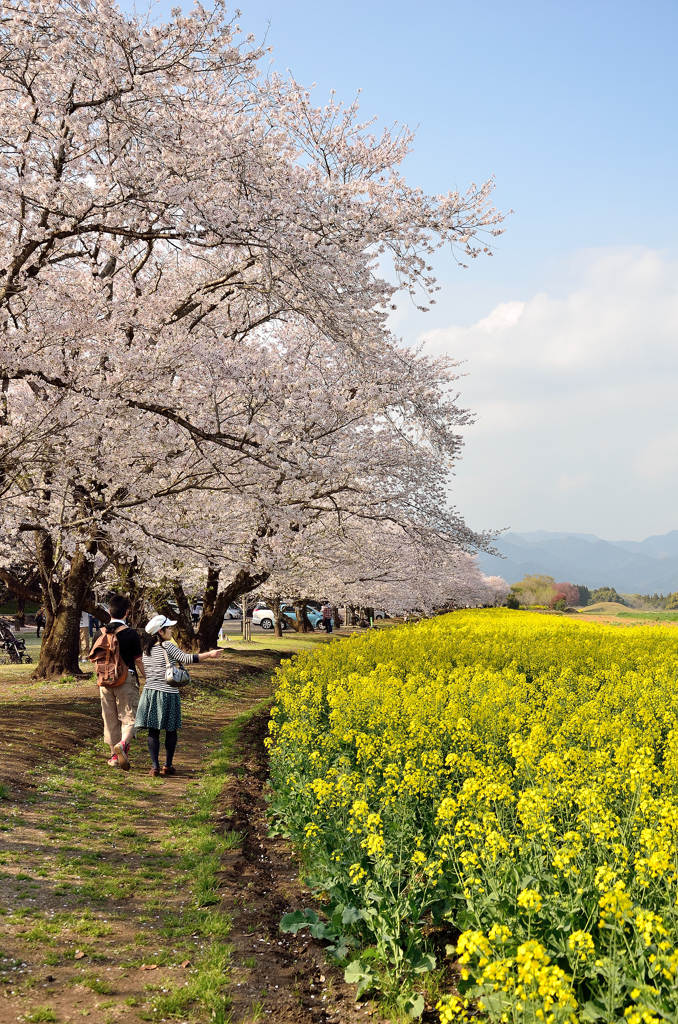春の散歩道