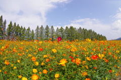 生駒高原のコスモス④