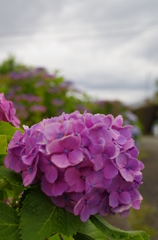 梅雨空に咲く紫陽花