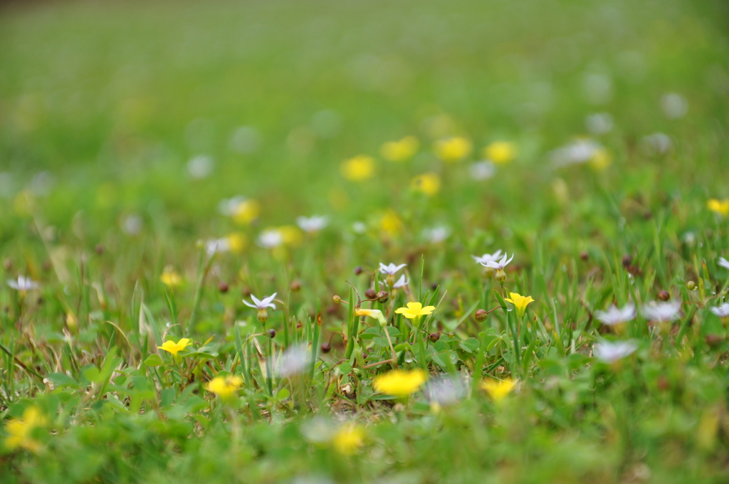 小さな花園