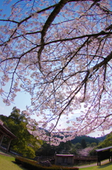 天に咲く