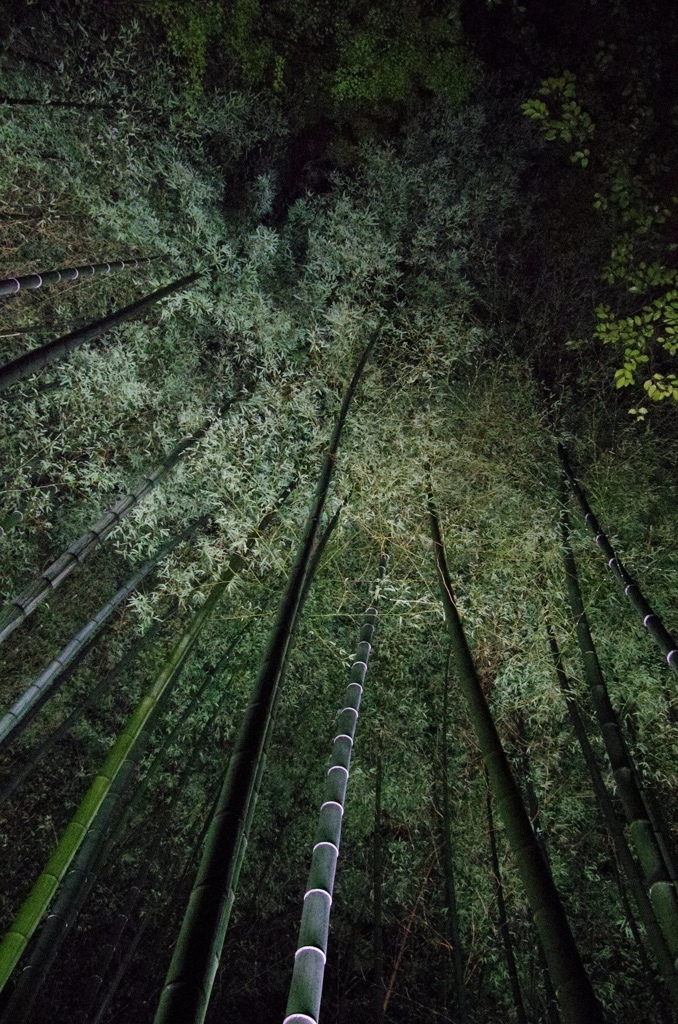 青蓮院　夜景