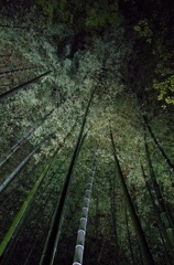 青蓮院　夜景