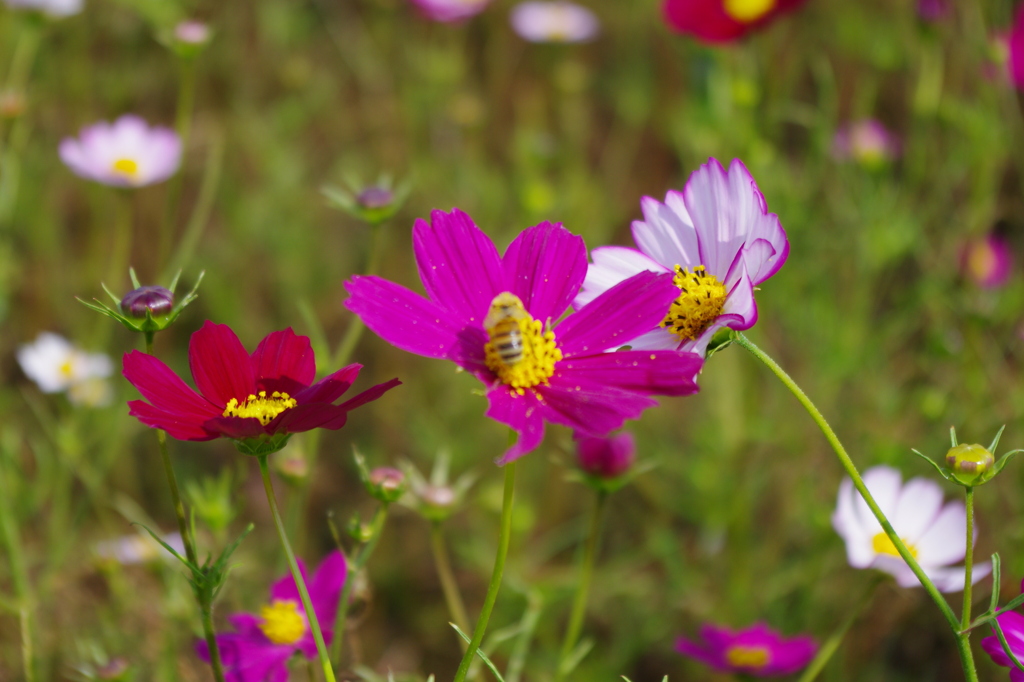 生駒高原のコスモス②