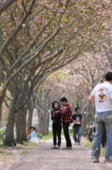 桜散る散歩道