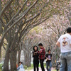 桜散る散歩道