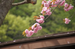 八重桜