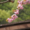 八重桜