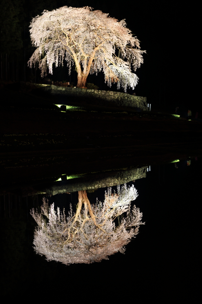クラゲ桜2014