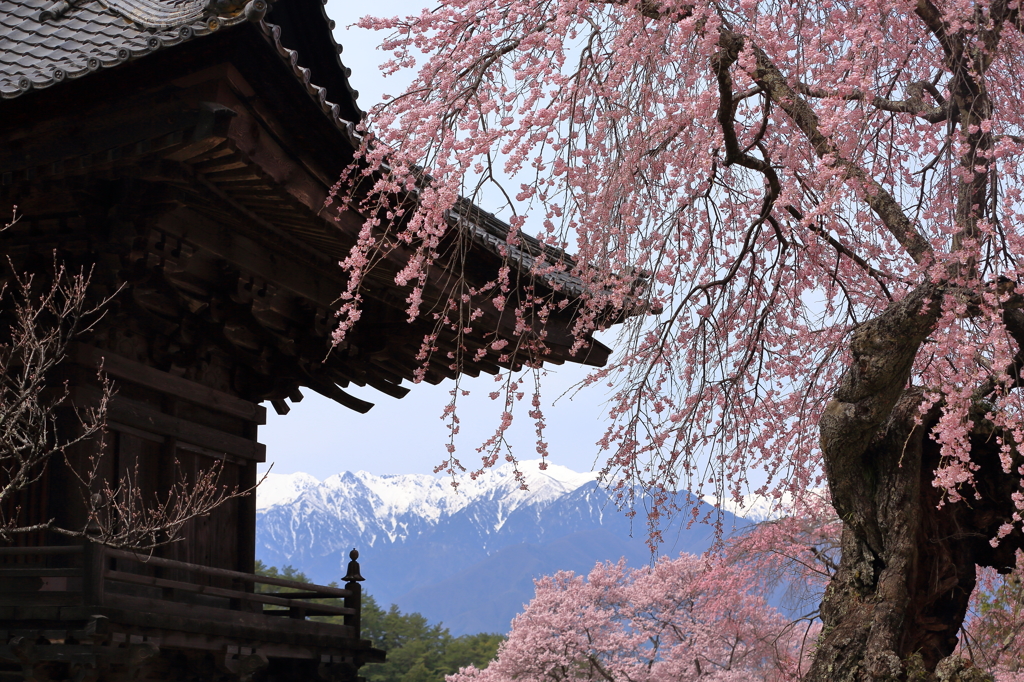 蔵沢寺の古桜