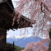 蔵沢寺の古桜