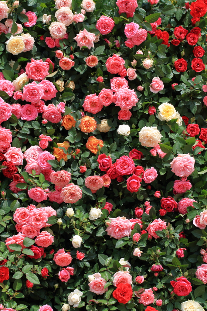 ROSE WALL