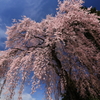桜羽