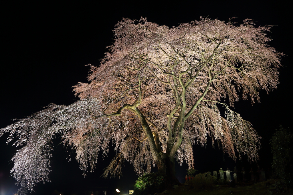 桜舞台