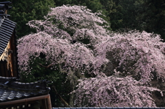 蔵沢桜