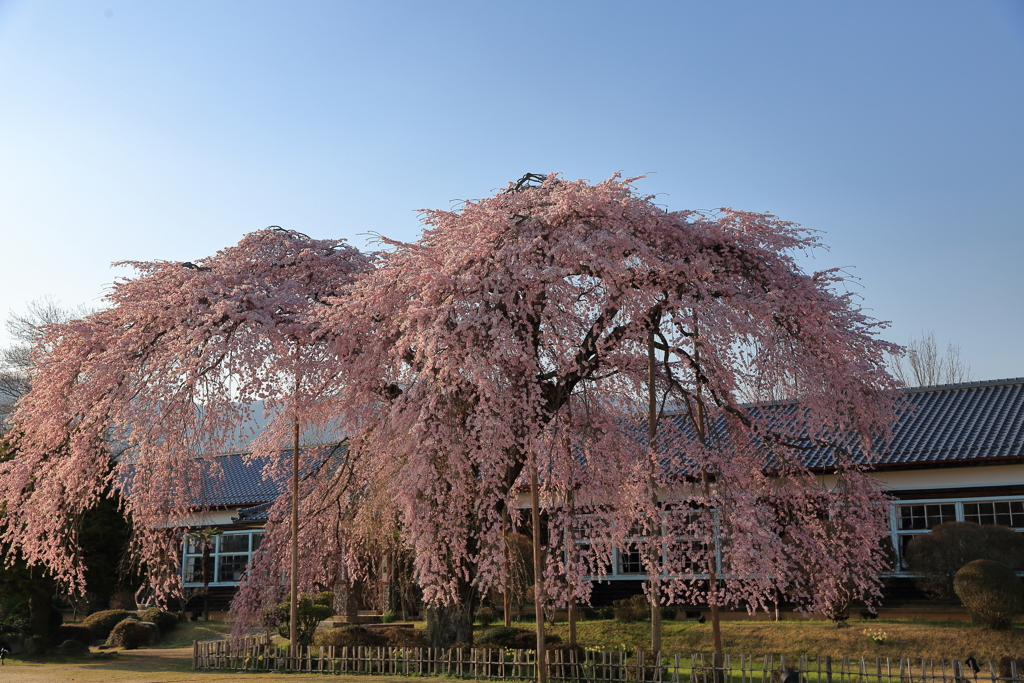 古校の桜