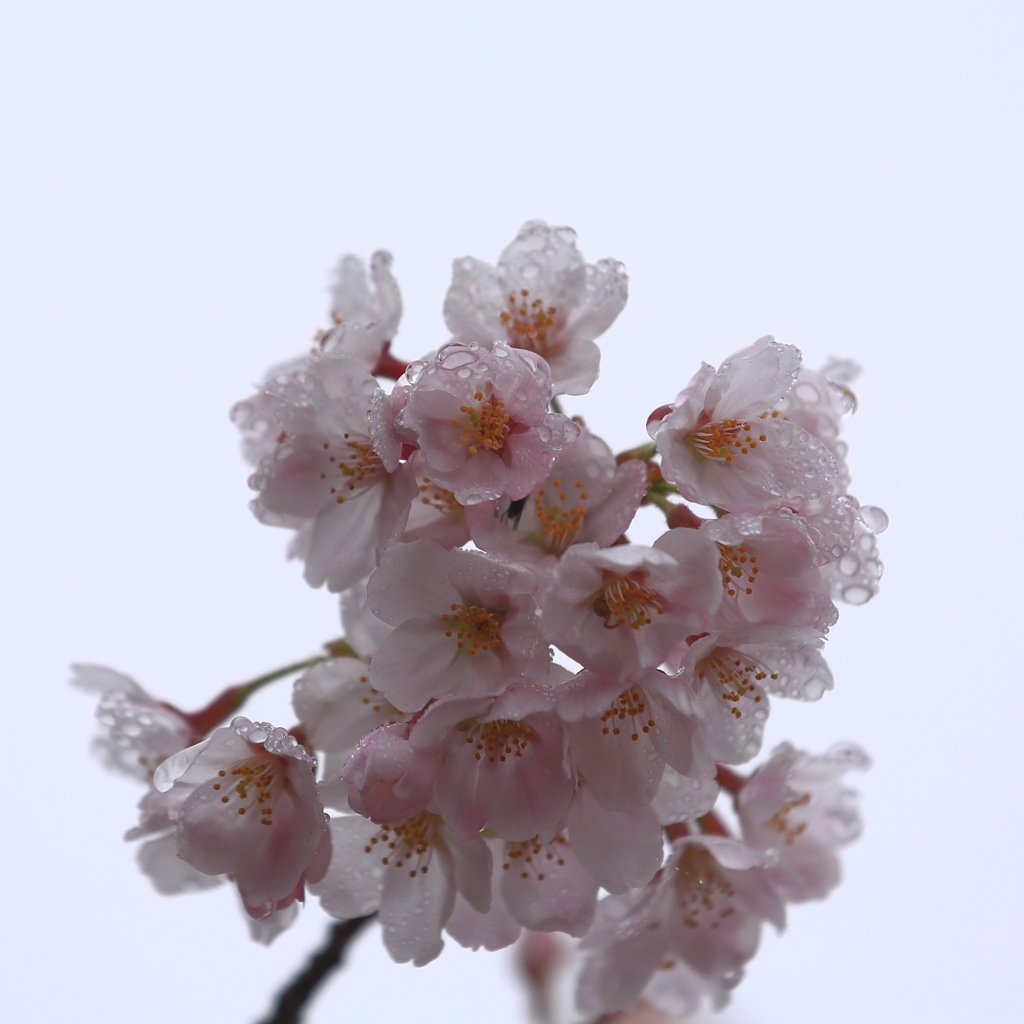 春の雫