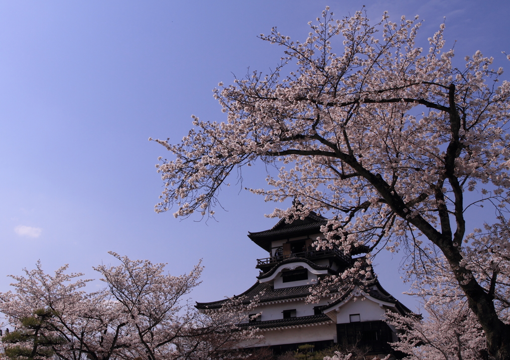 城春にして桜咲く