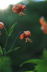 道中の花々-03