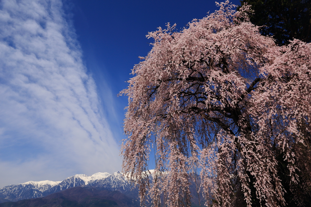 アルプスを望む桜