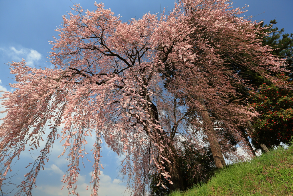 桜翼 椿とともに