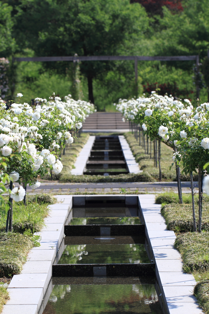 白薔薇の水路