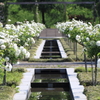 白薔薇の水路