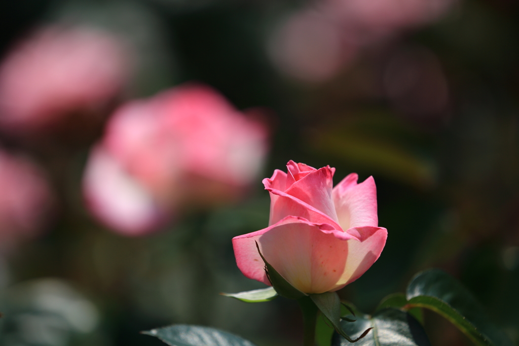 ピンクの3連薔薇