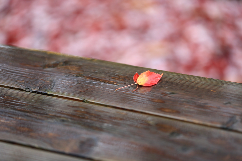 autumn bench