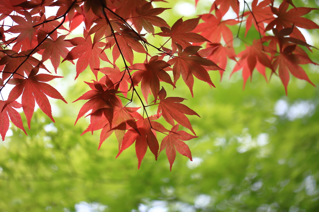 春の朱