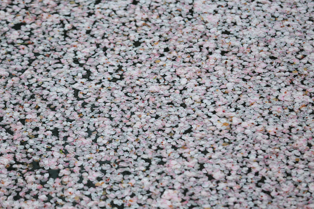 桜模様
