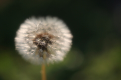 dandelion