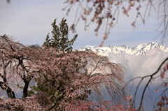 春を待つ宝剣岳